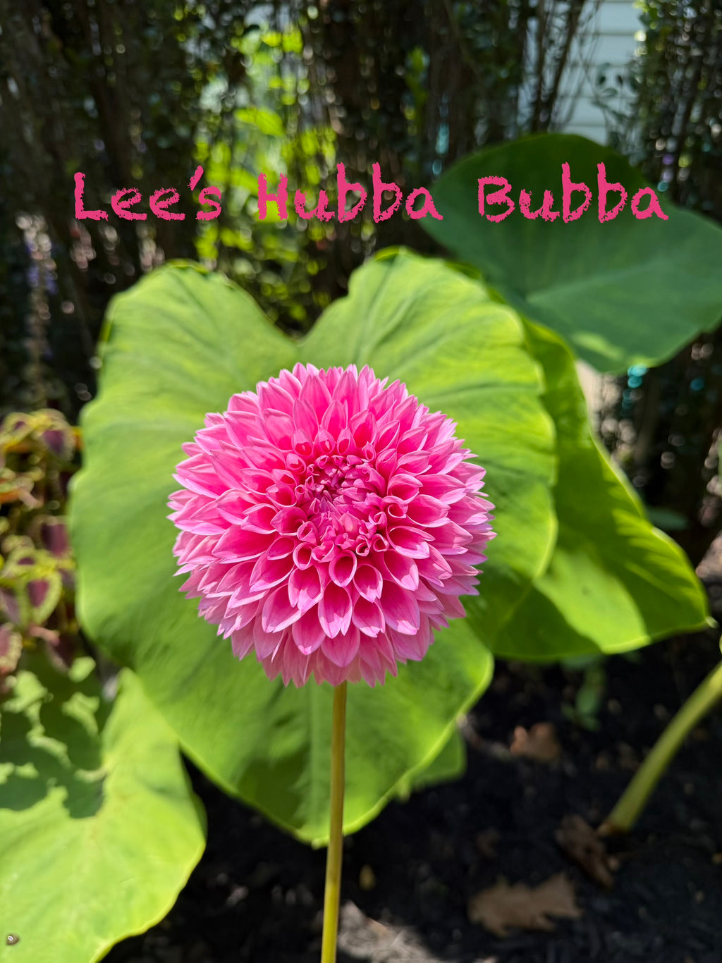 Lee’s Hubba Bubba