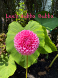 Lee’s Hubba Bubba