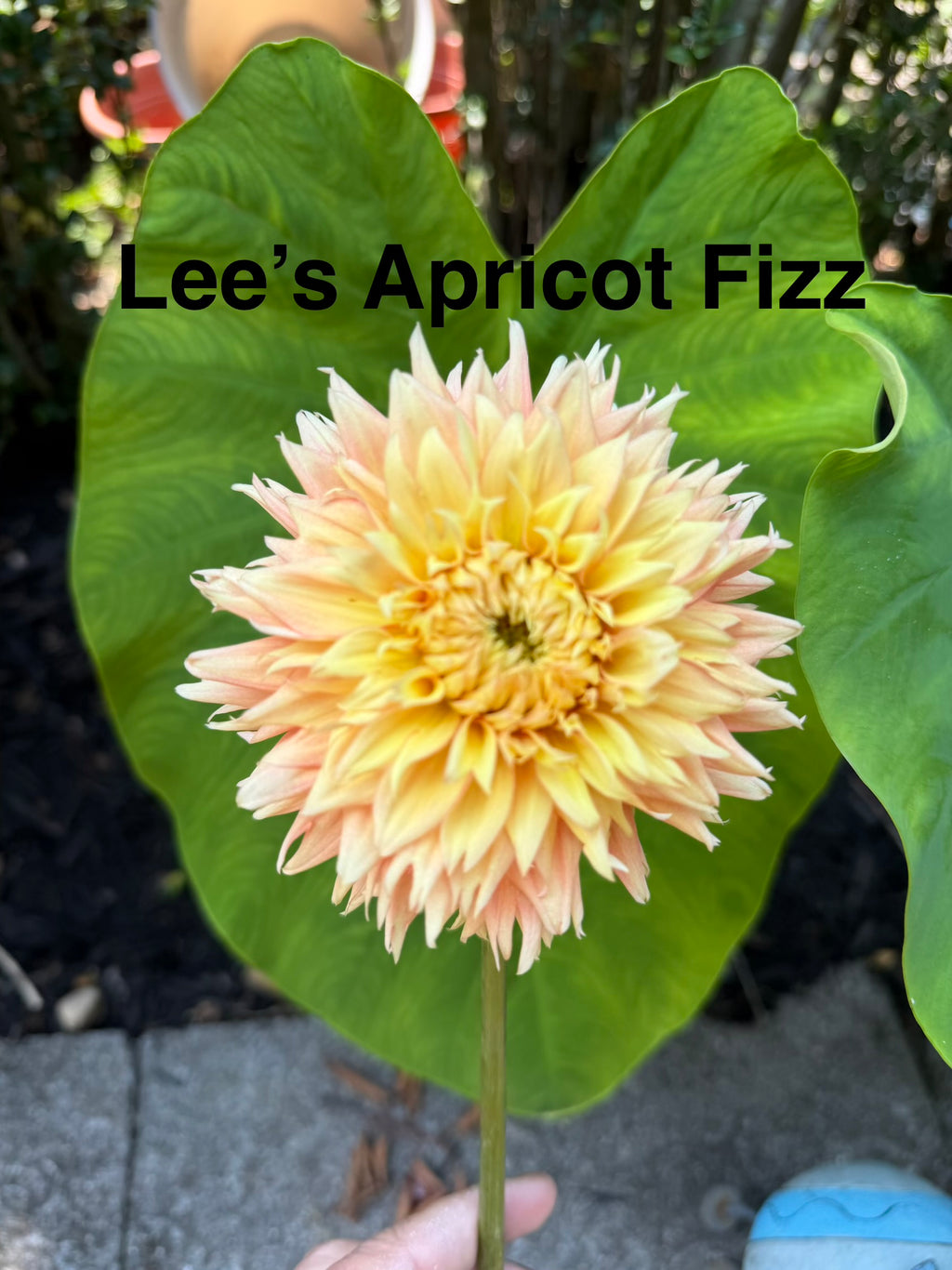 Lee’s Apricot Fizz