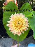 Lee’s Apricot Fizz