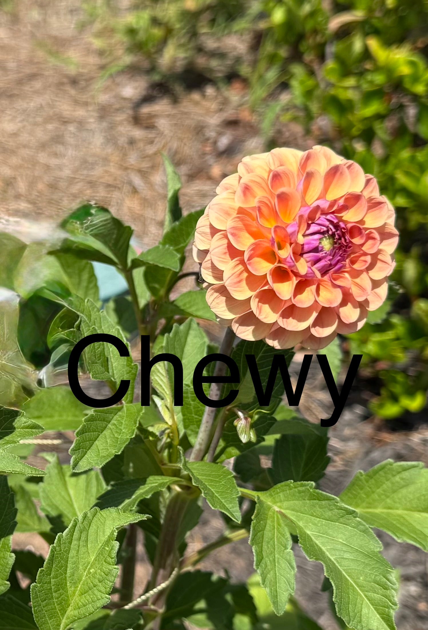 Chewy