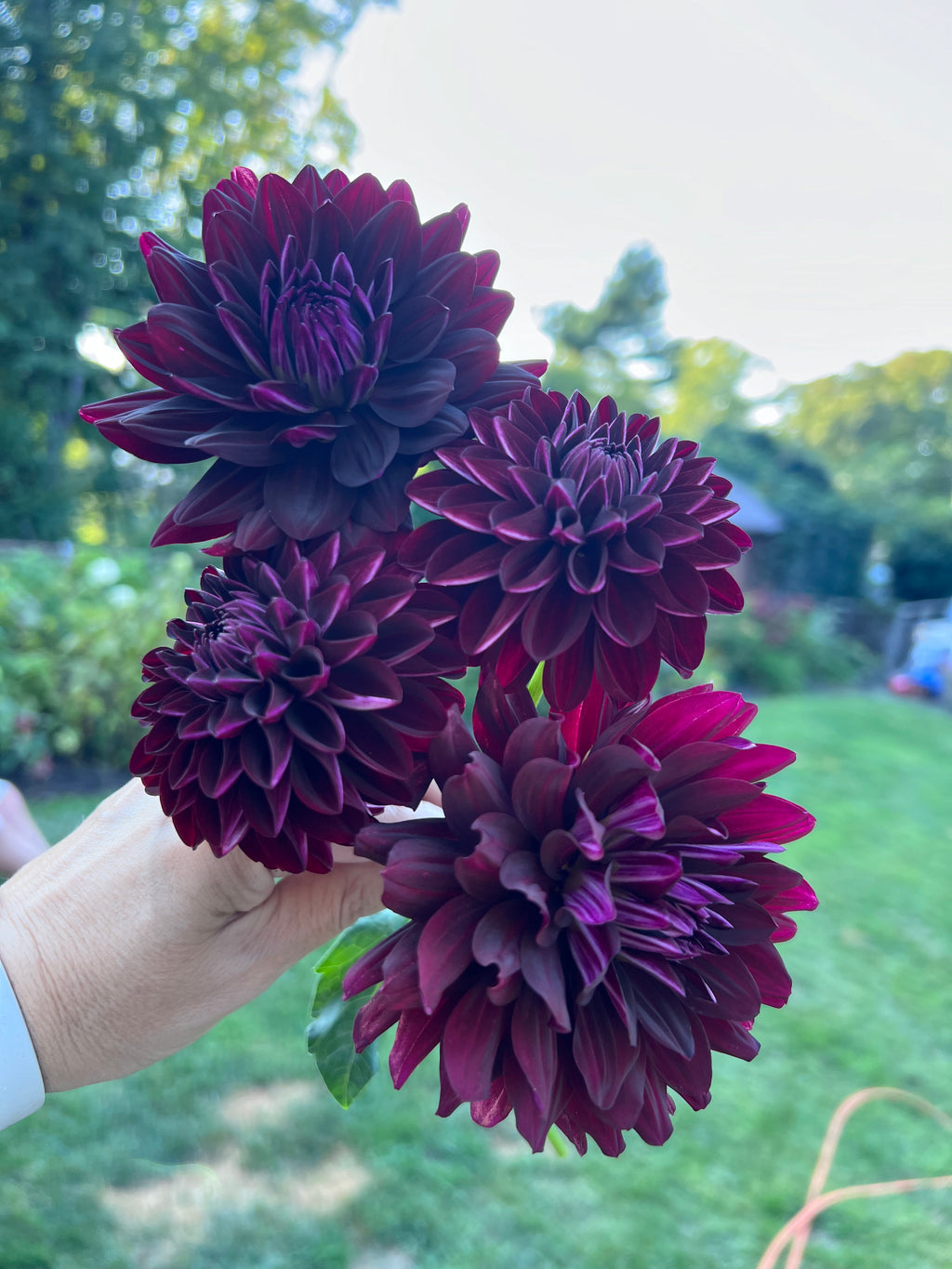 Dark Dahlias Mystery