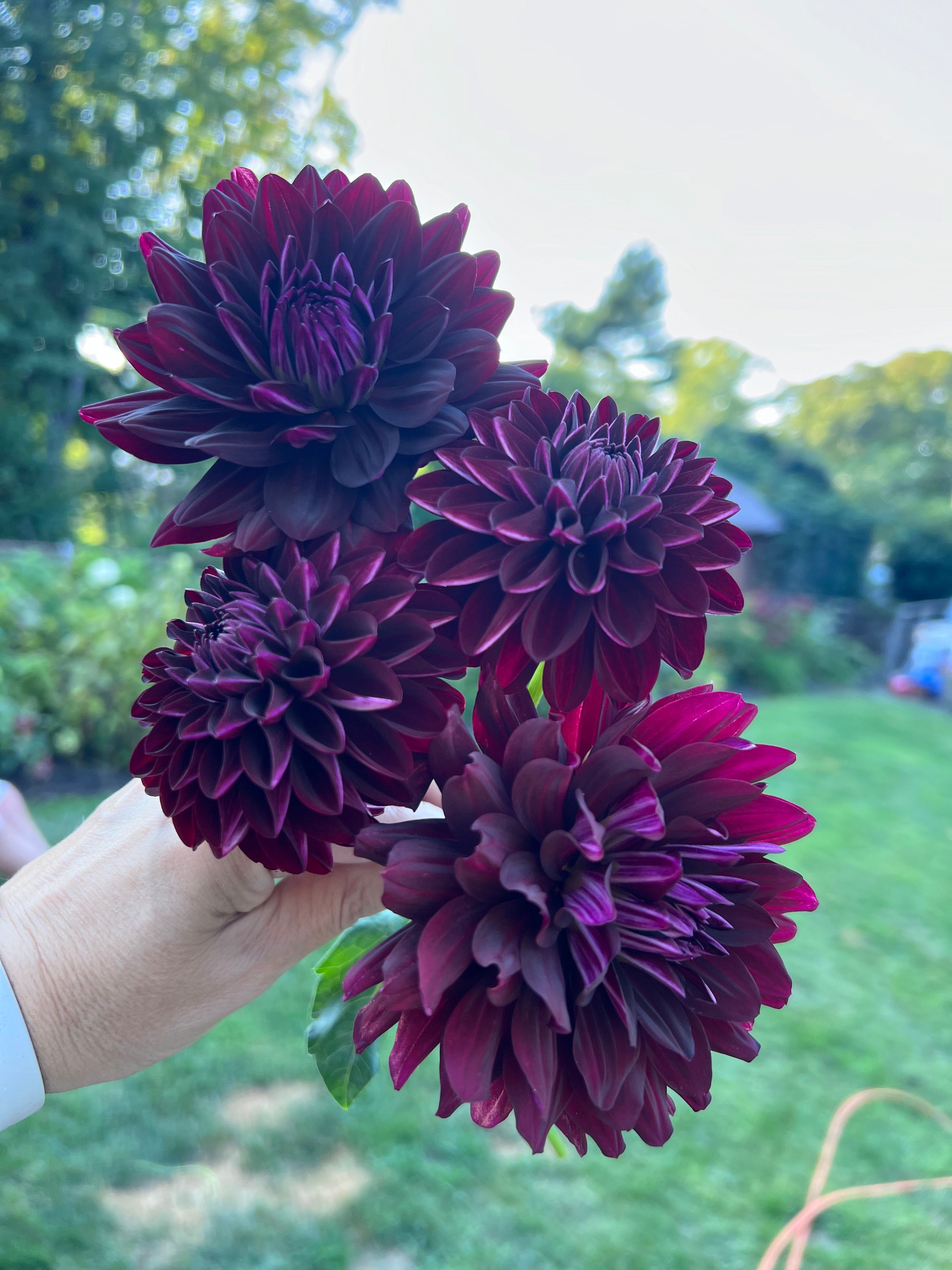 Dark Dahlias Mystery