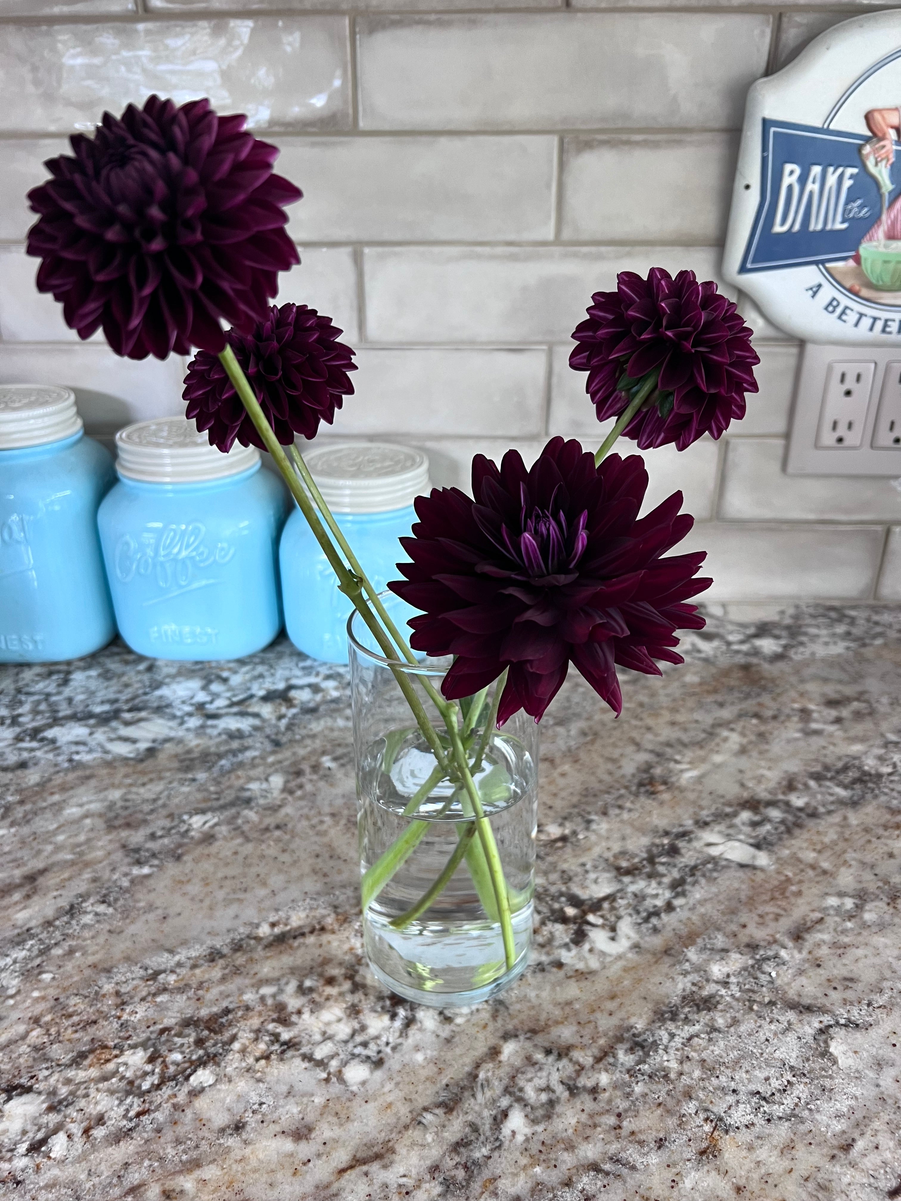 Dark Dahlias Mystery