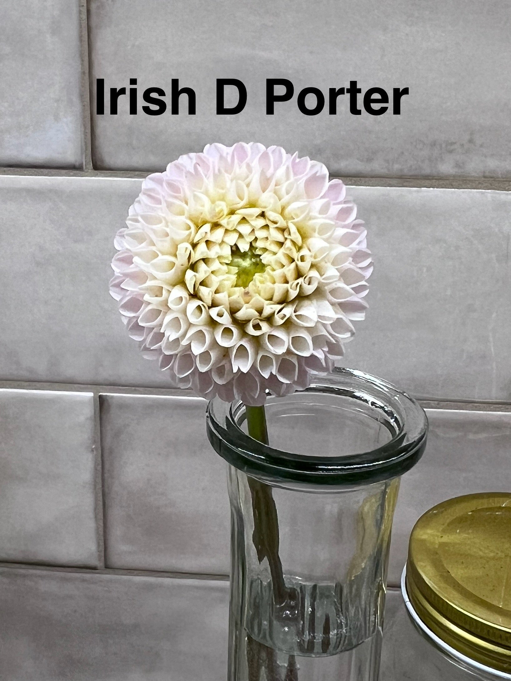 Irish D Porter