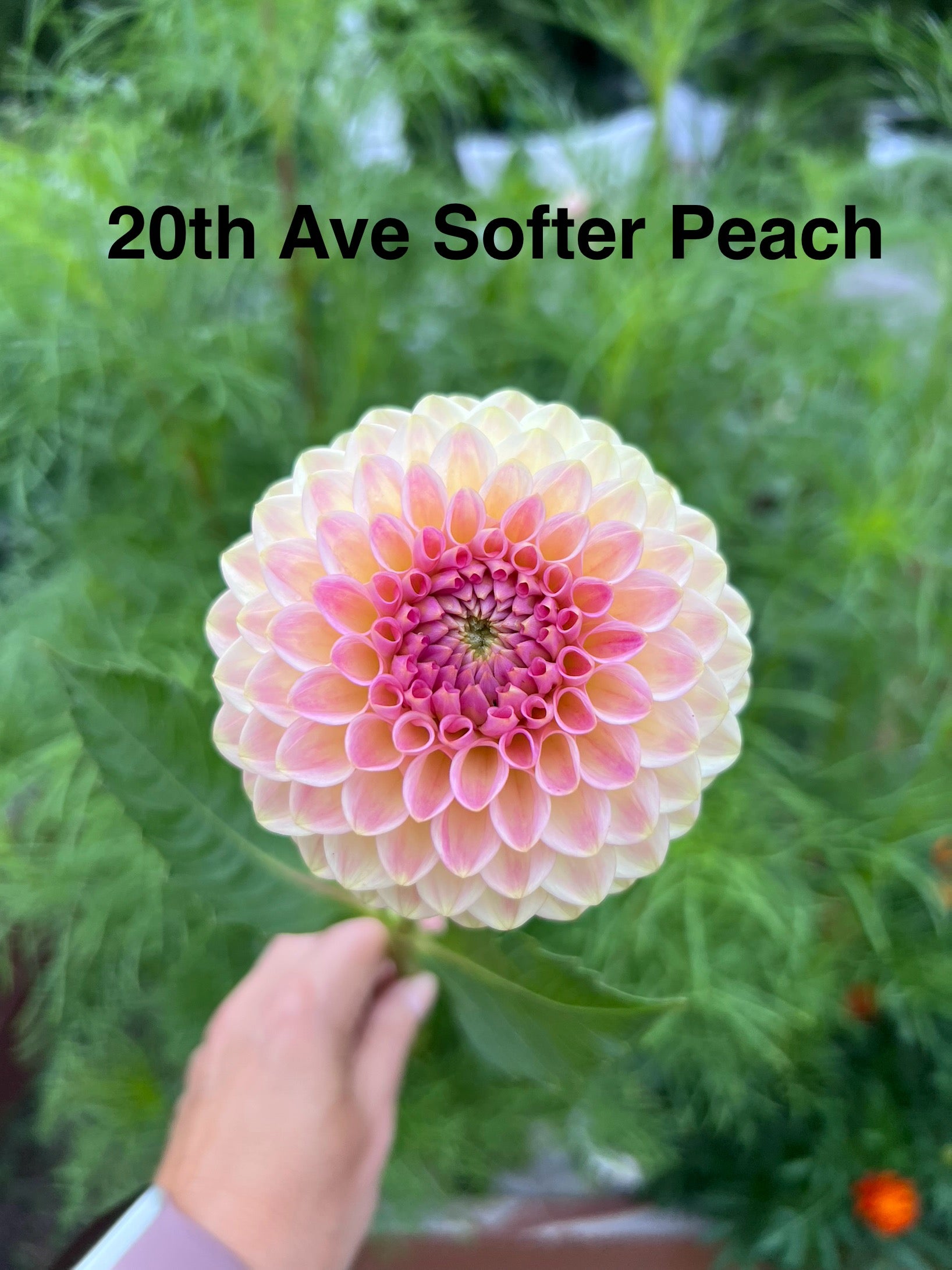 20th Ave Softer Peach