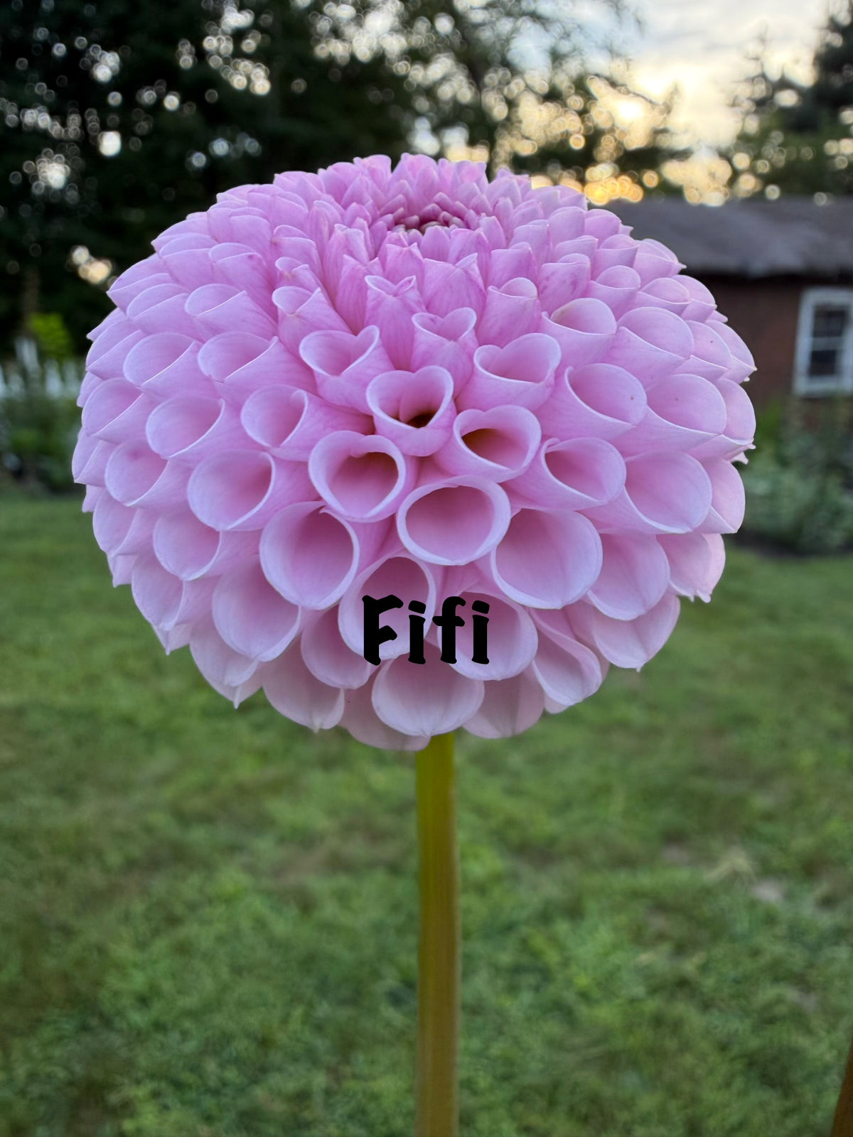 Fifi