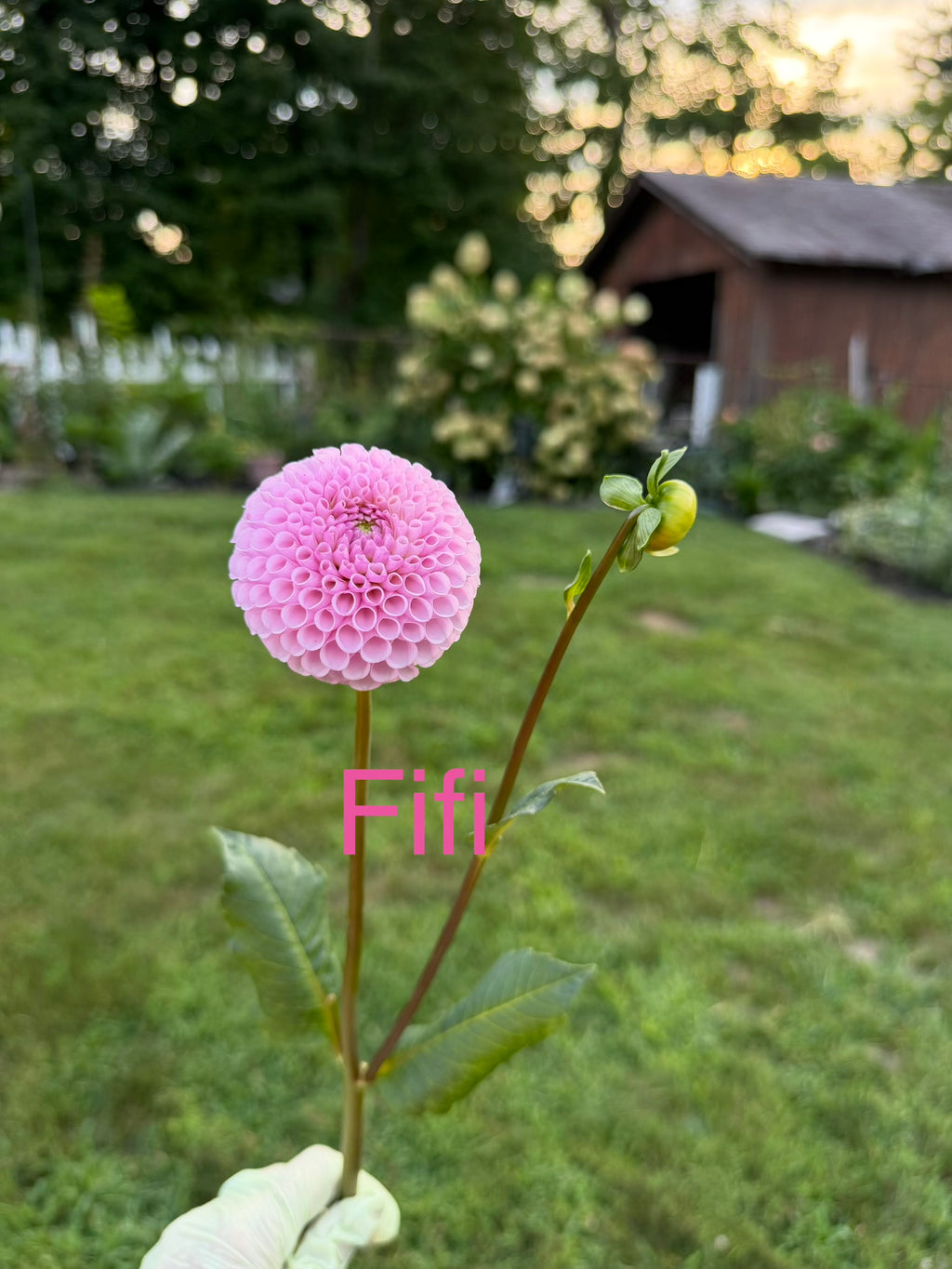 Fifi