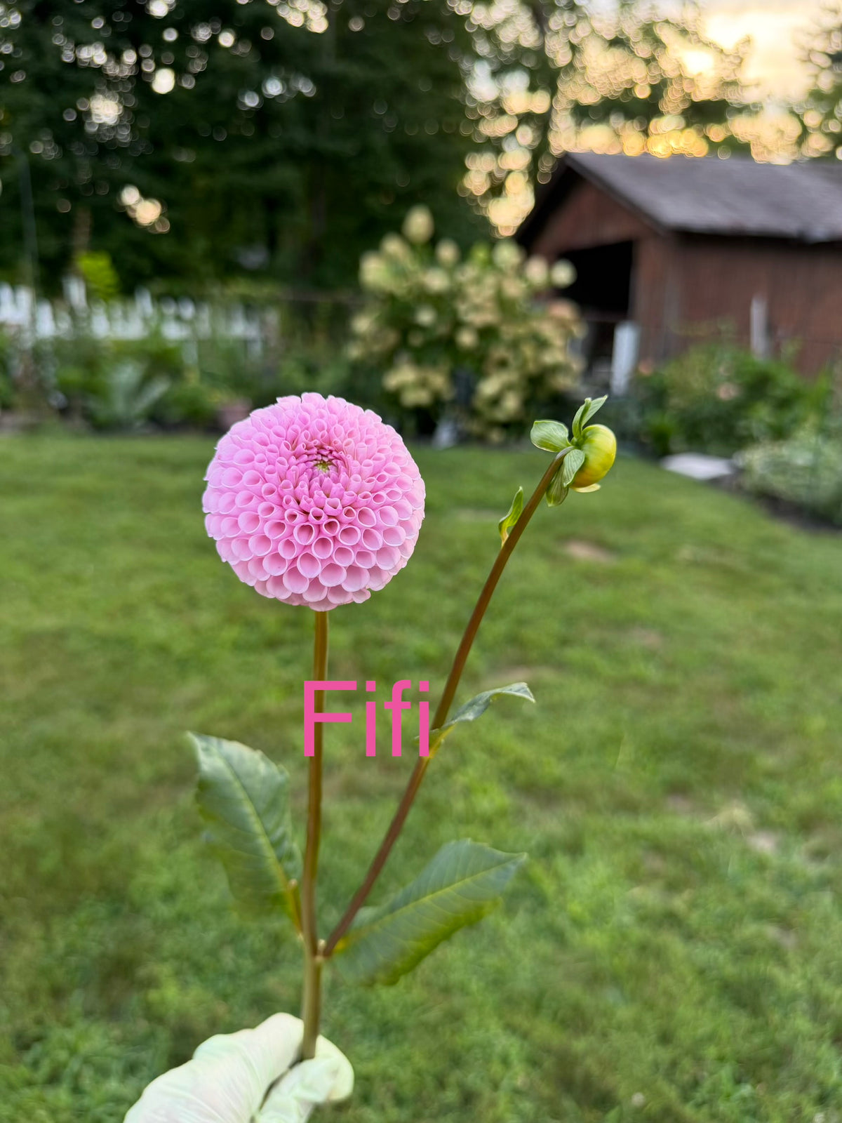 Fifi