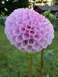 Fifi