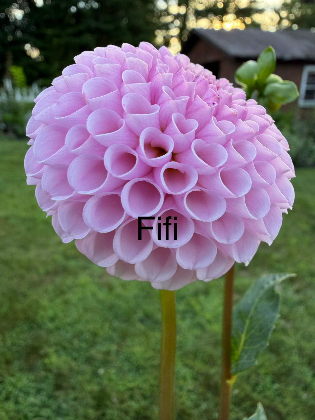 Fifi