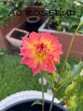 AC Rosebud