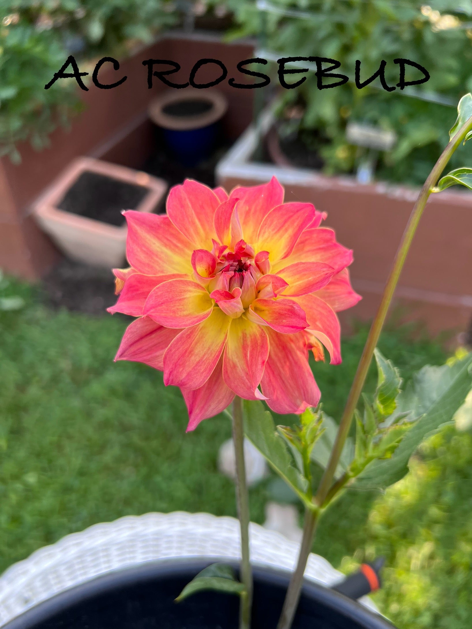 AC Rosebud