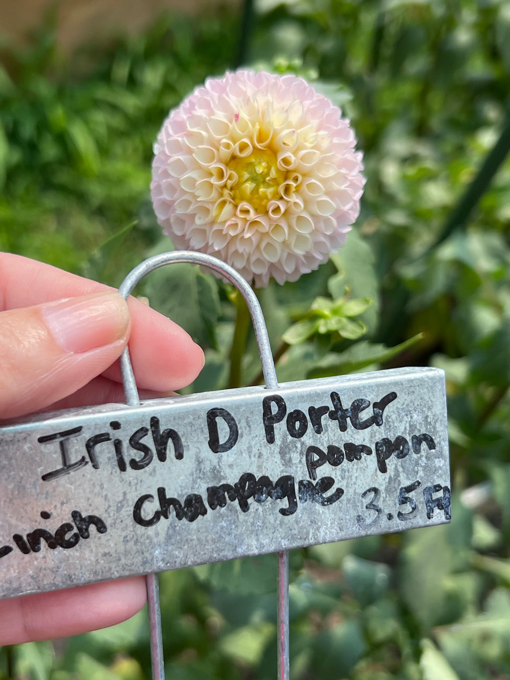 Irish D Porter