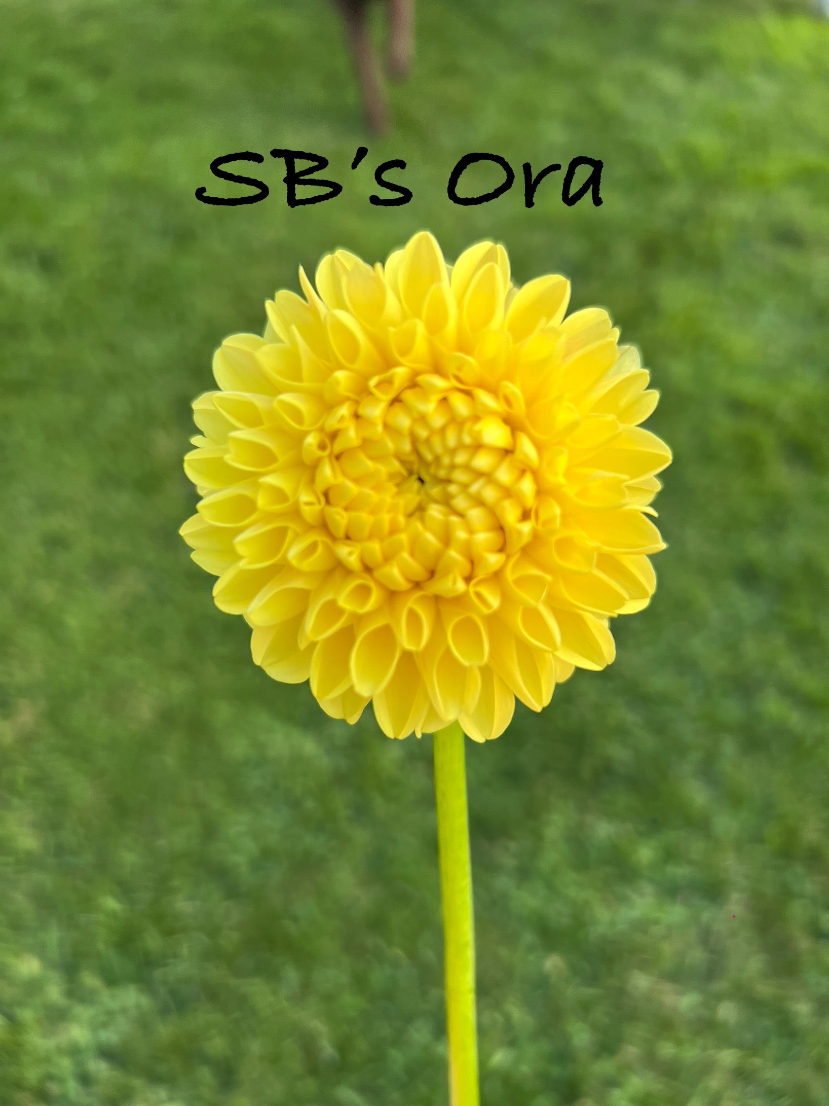 SB Ora