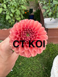 CT Koi