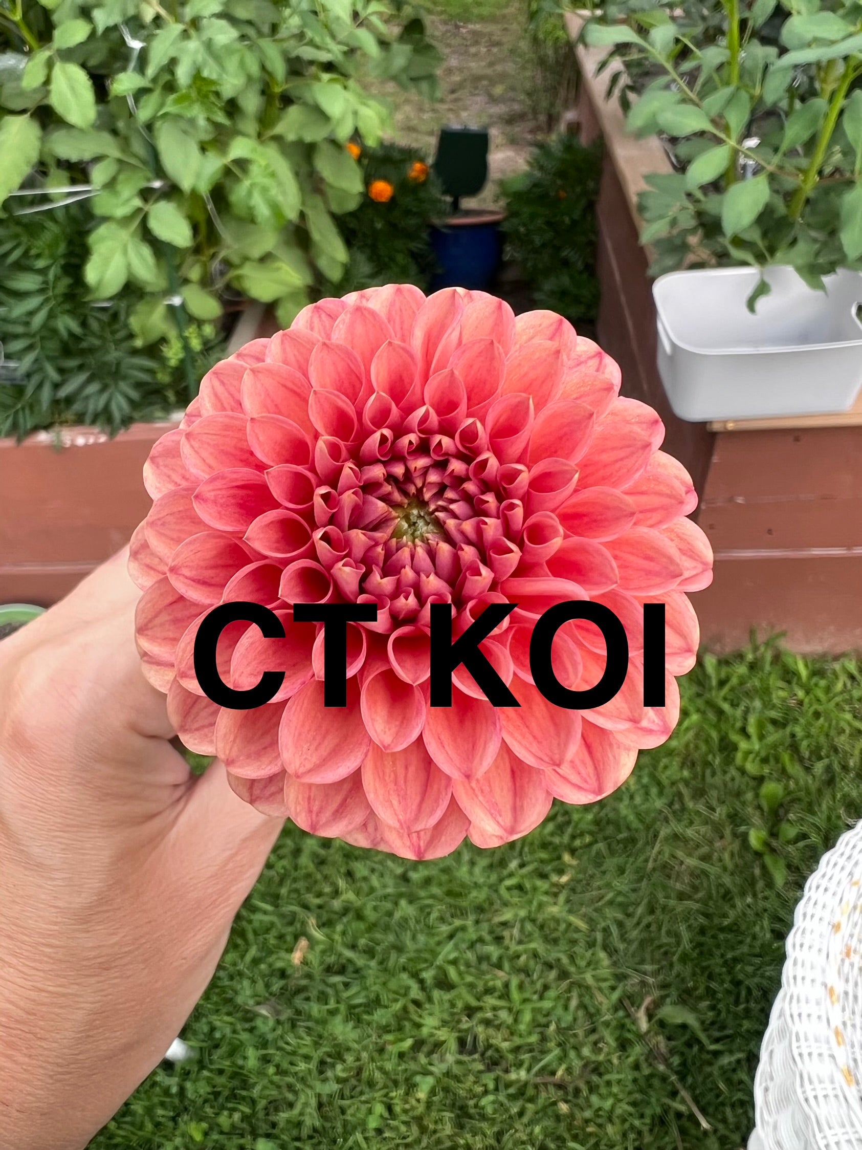 CT Koi