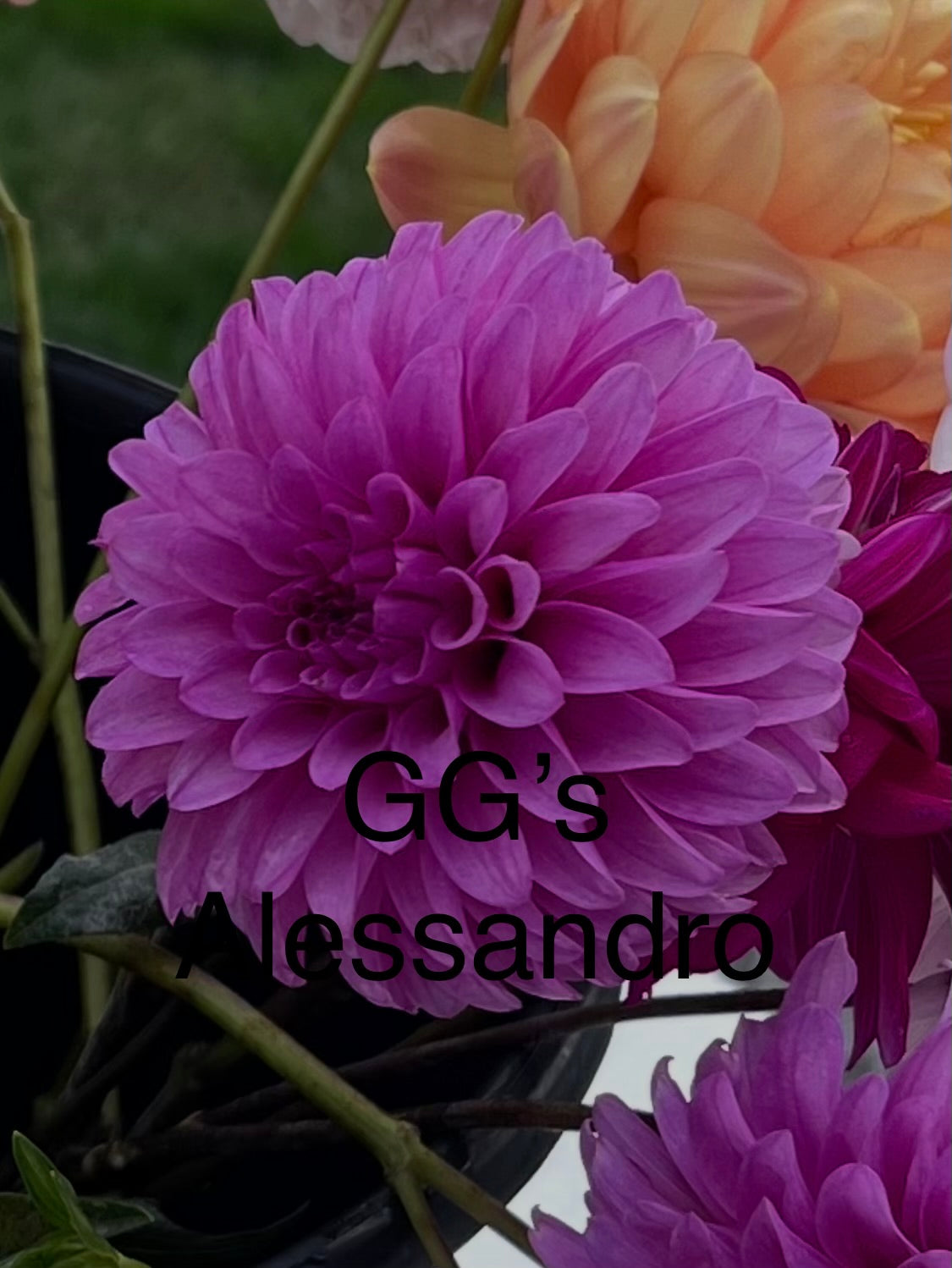 GG'S Alessandro