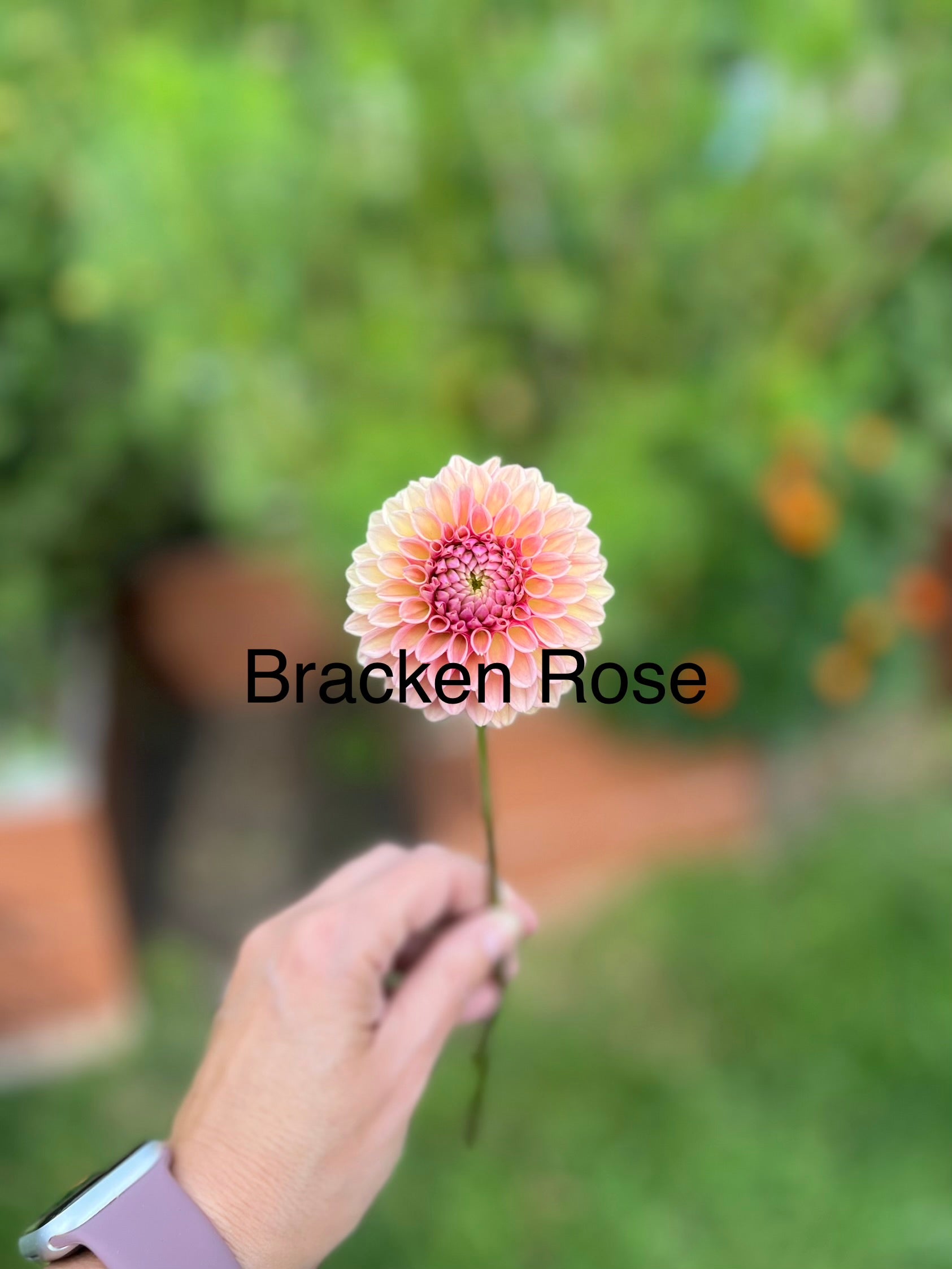 Bracken Rose