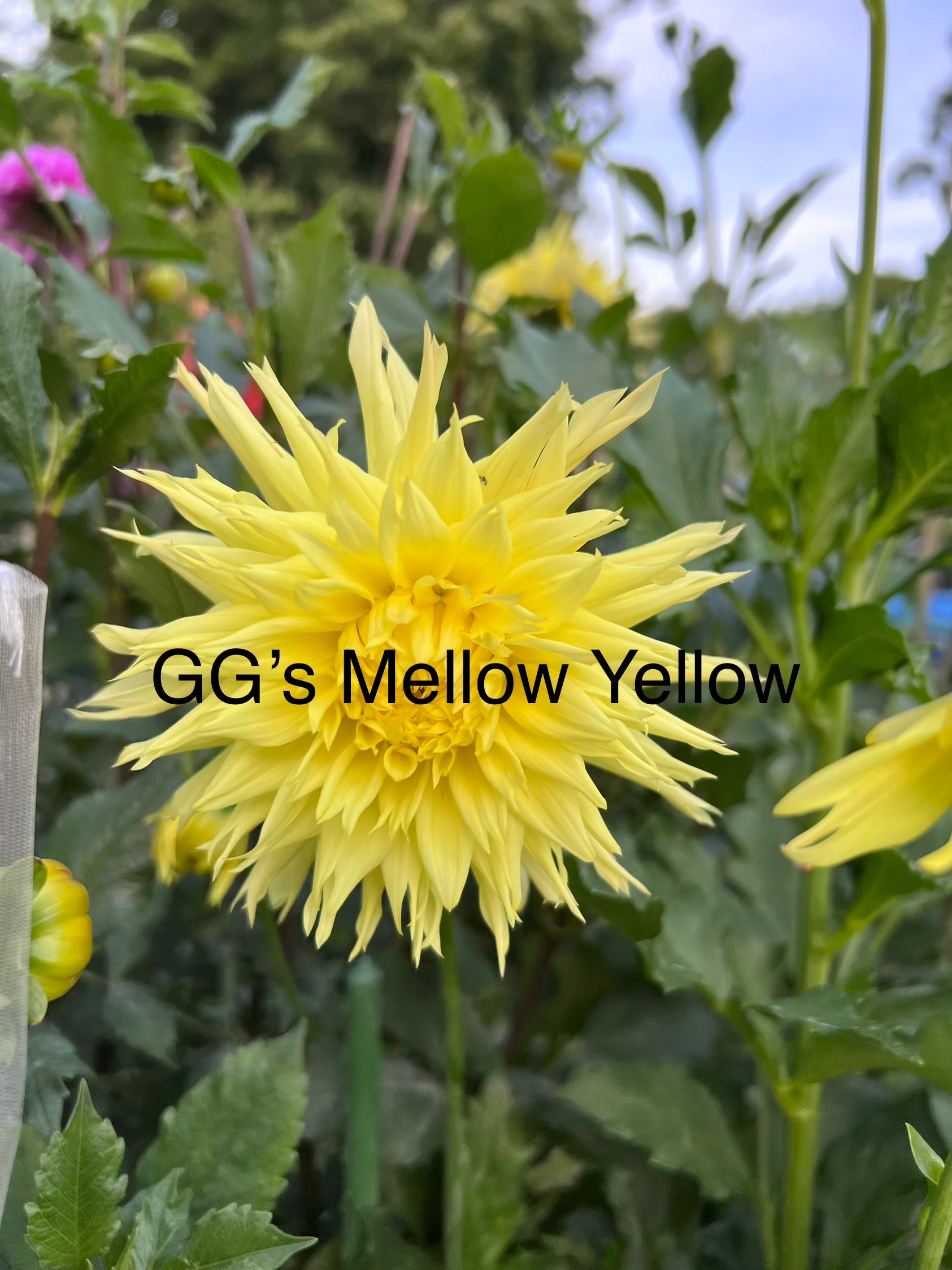 GG'S Yellow Mysteries