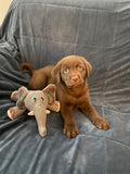 FiFi