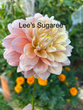 Lee's Sugaree
