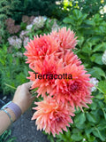 Terracotta