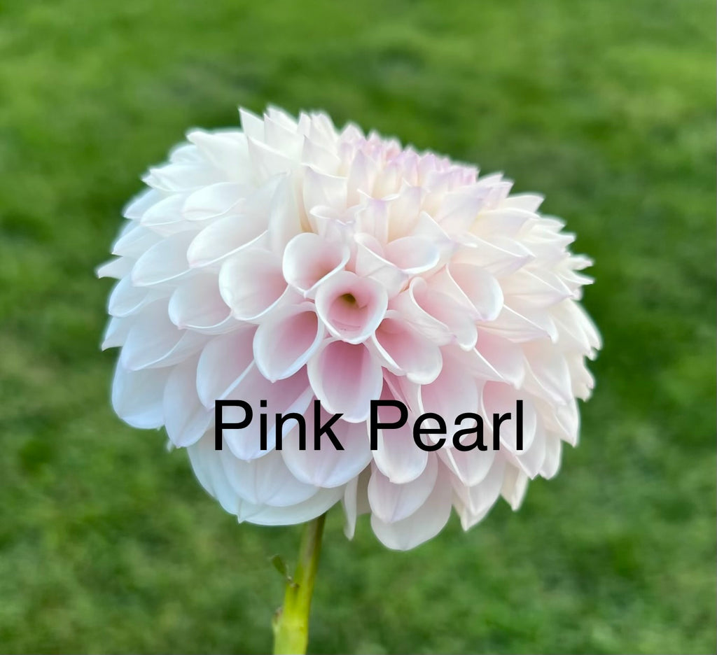 Pink Pearl