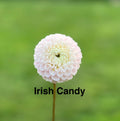 Irish Candy