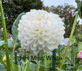 HH Miss White