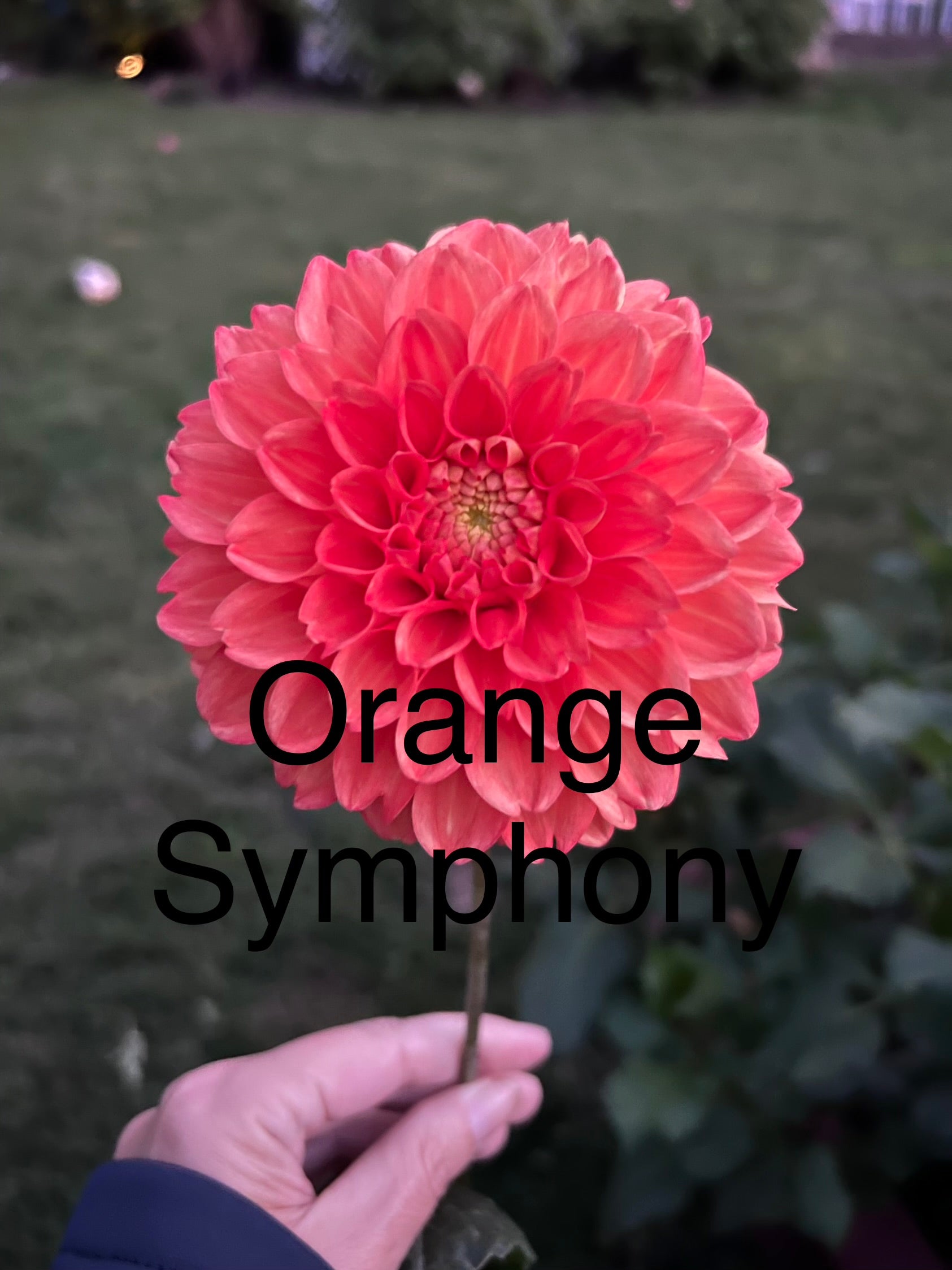 Orange Symphony