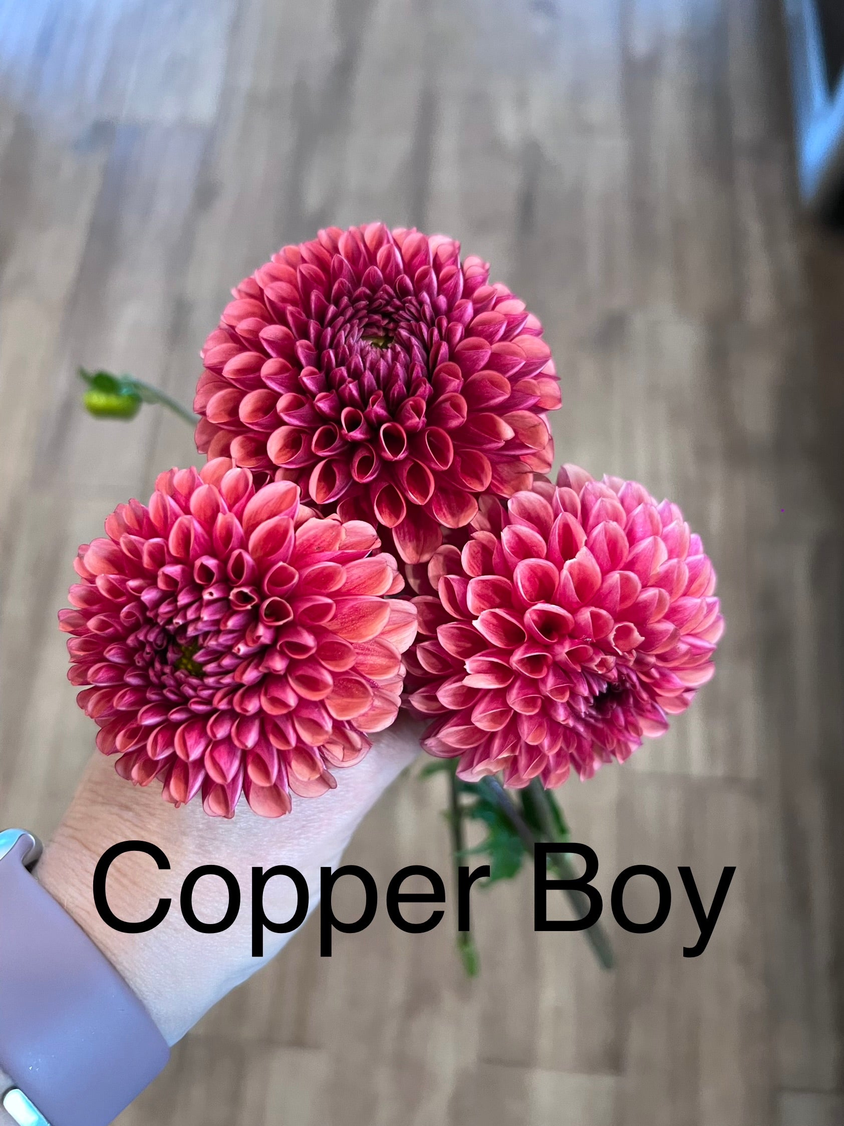 Copper Boy