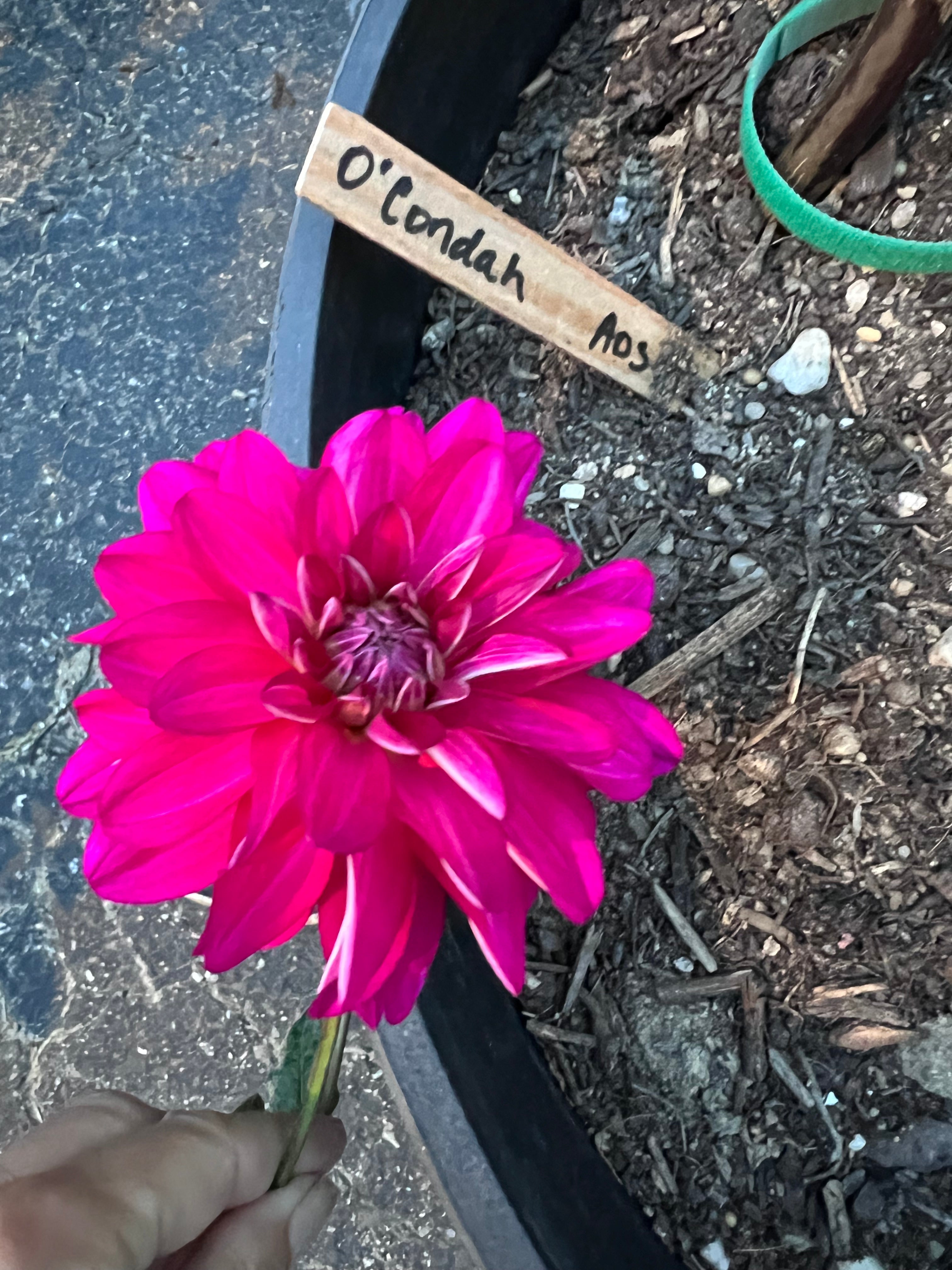 O'Condah