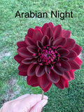 Arabian Night