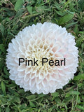 Pink Pearl