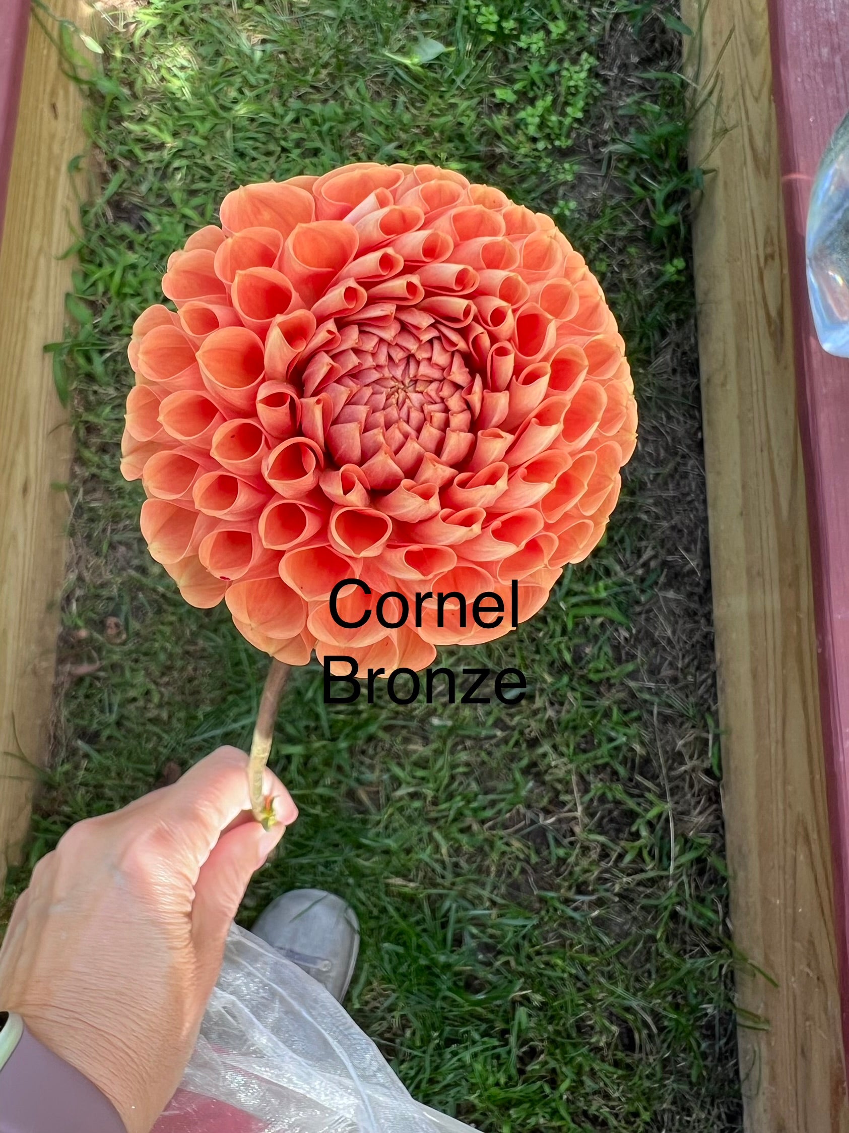 Cornel Bronze