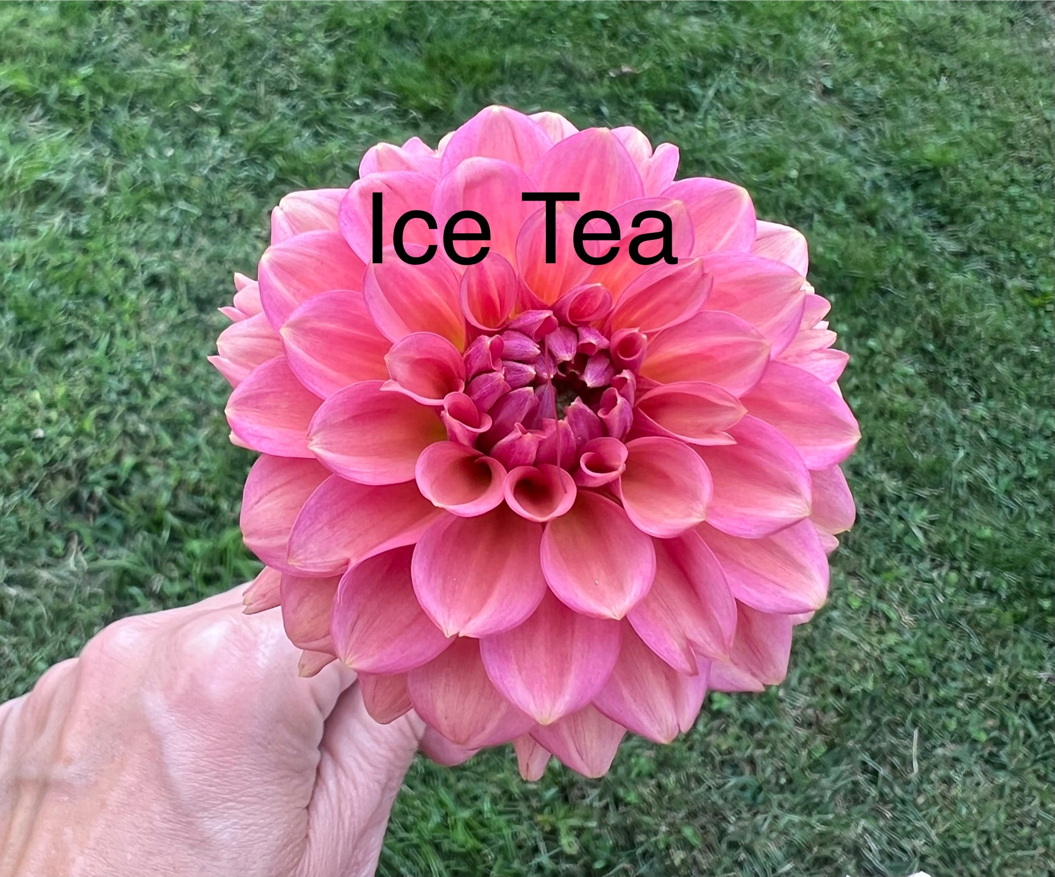 Ice Tea