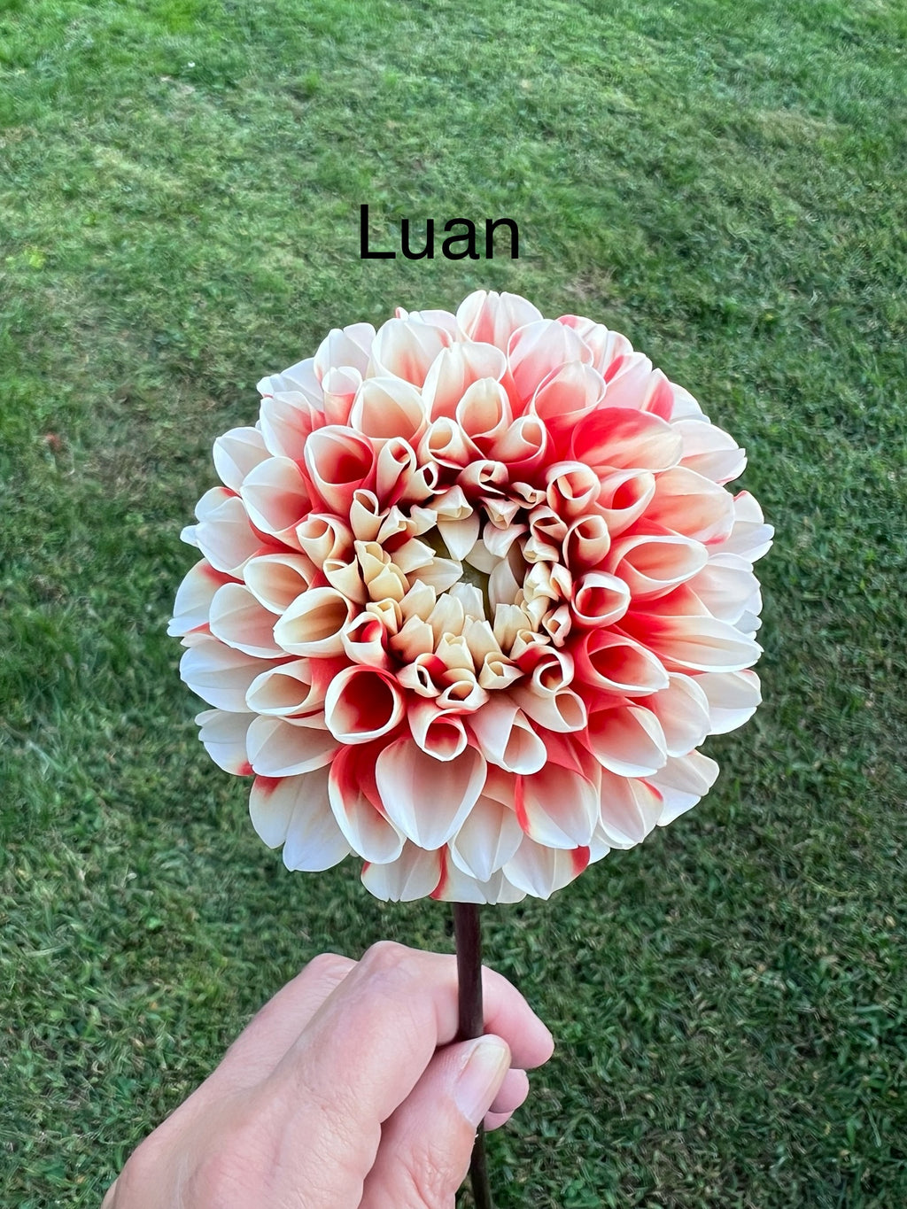 Luan