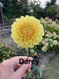 Darcy