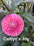 Caitlyn's Joy
