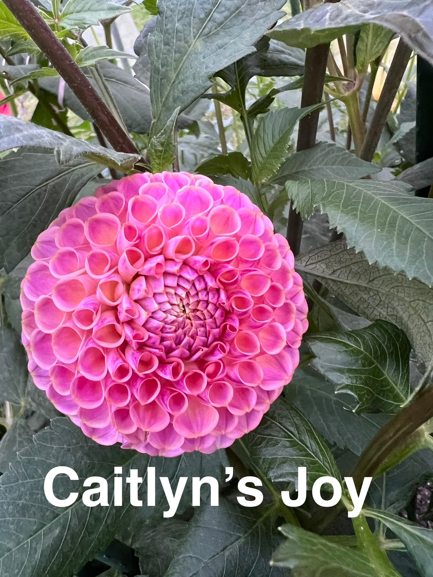 Caitlyn's Joy