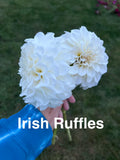 Irish Ruffles