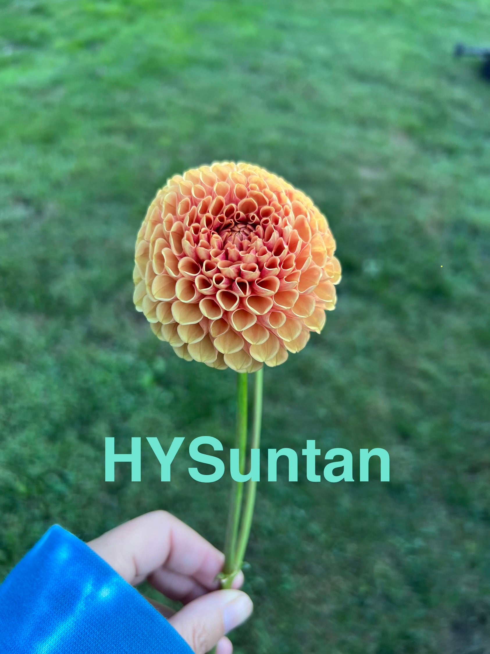 HY Suntan