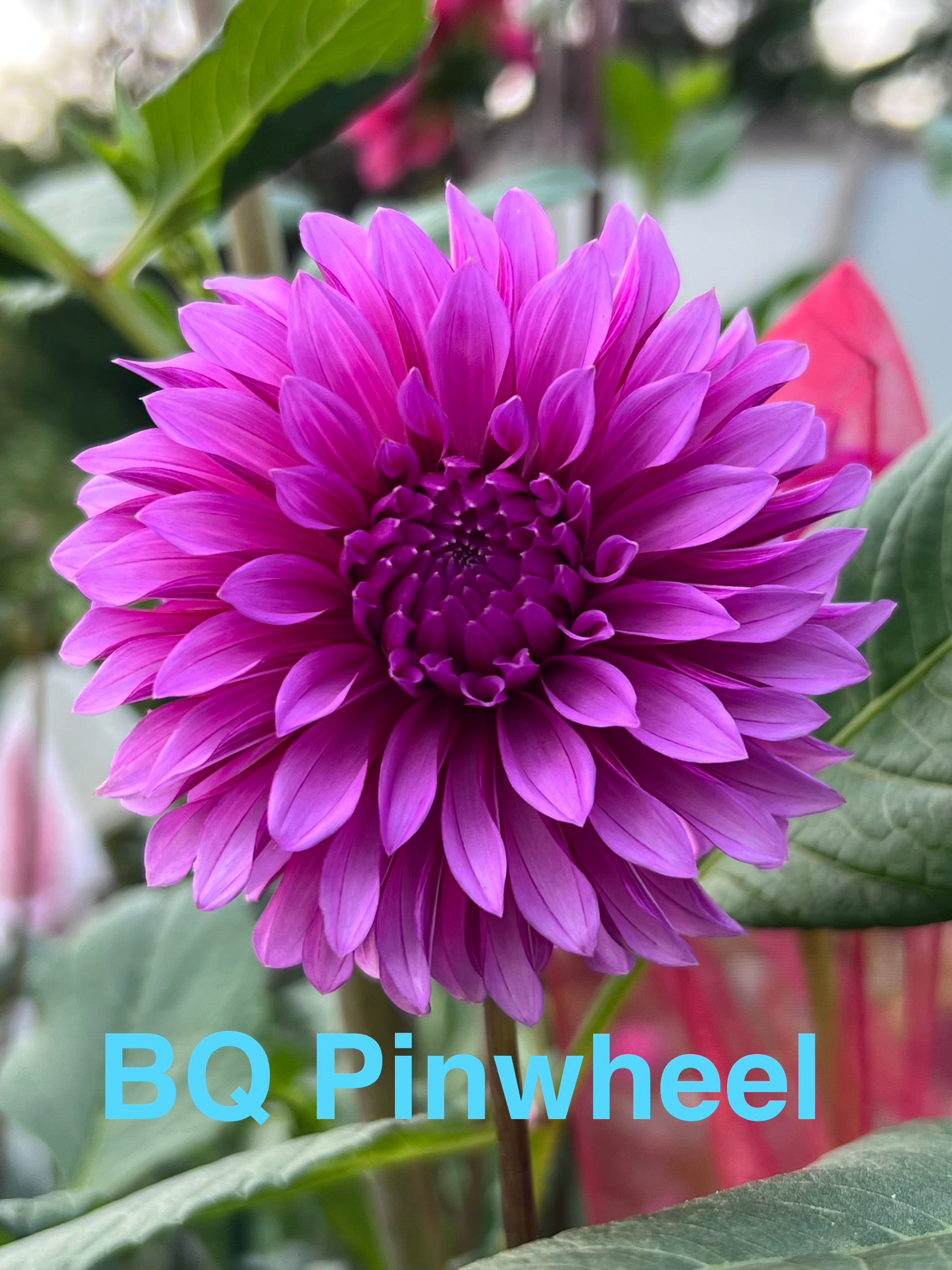 BQ Pinwheel