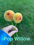 Pop Willow