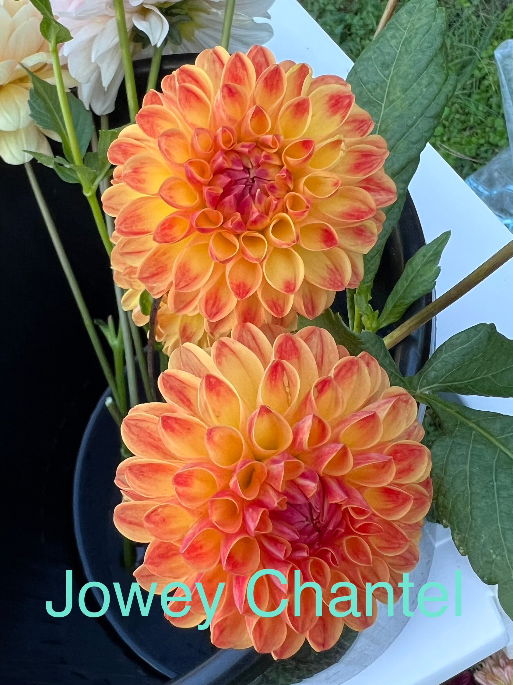 Jowey Chantel