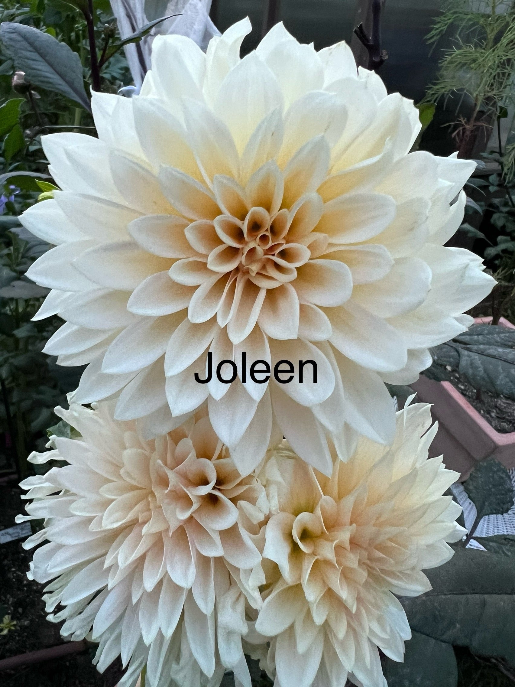 CAL Mini Joleen
