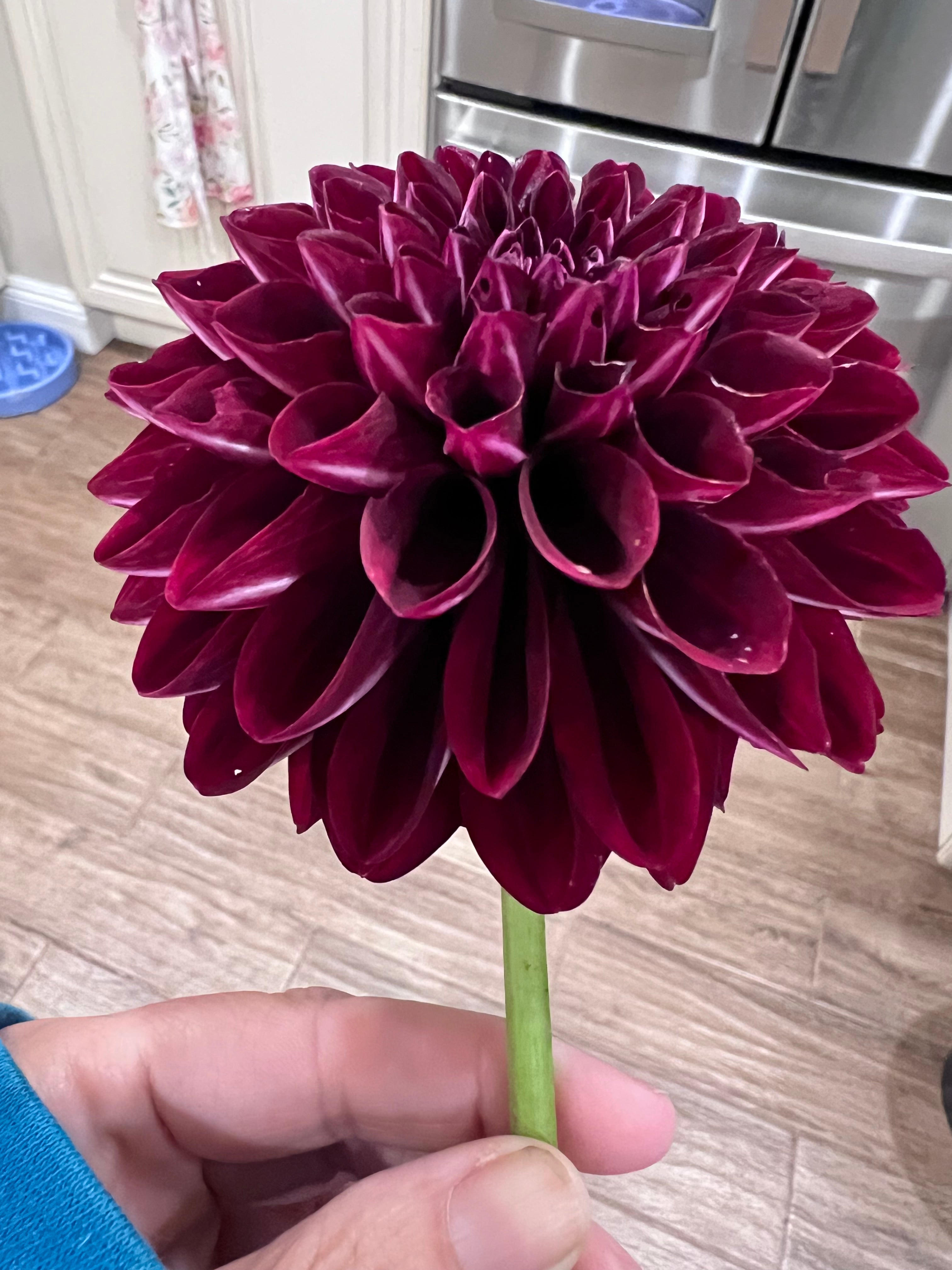 Dark Dahlias Mystery
