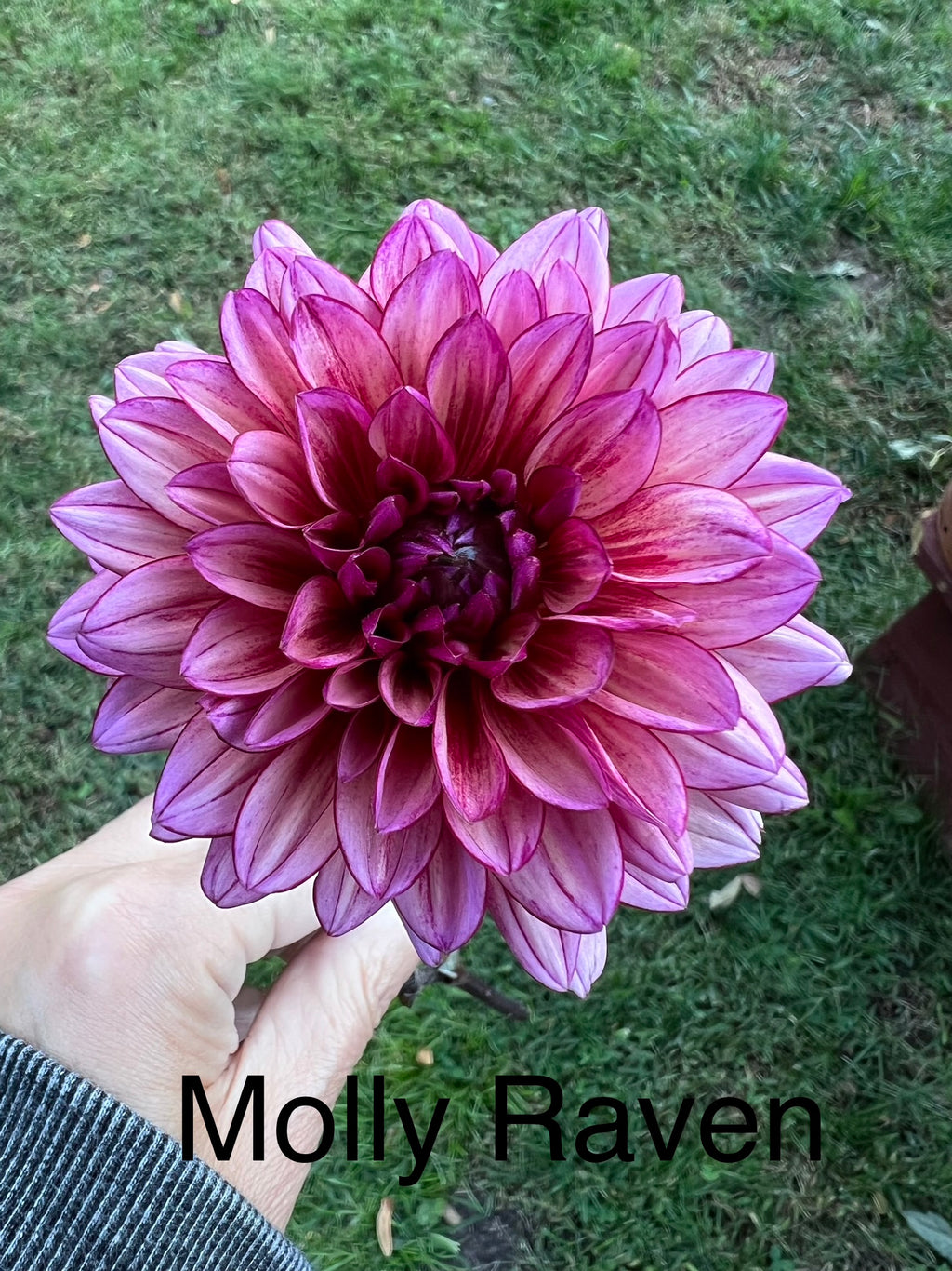 Dark Dahlias Mystery