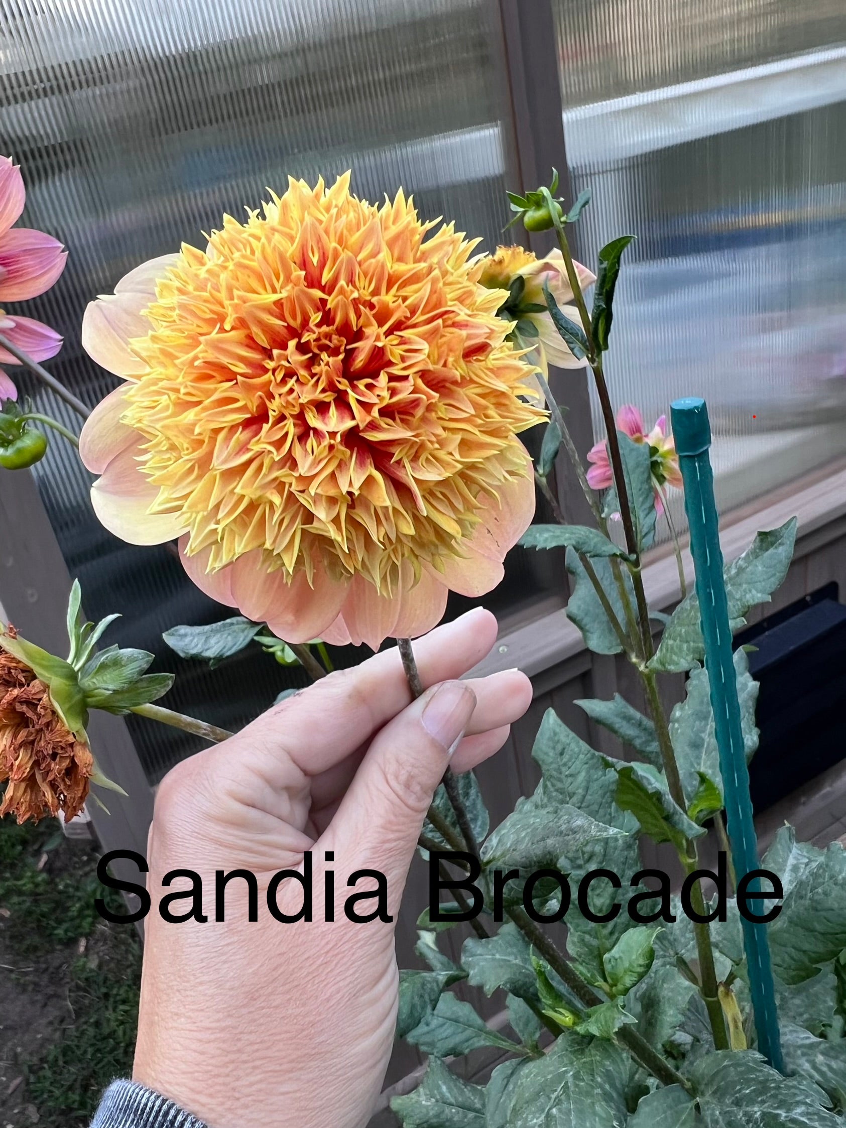 Sandia Brocade
